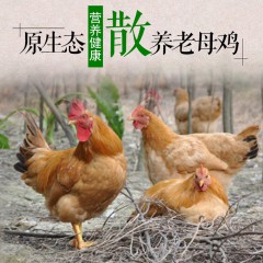 本地散养老母鸡 100元/只