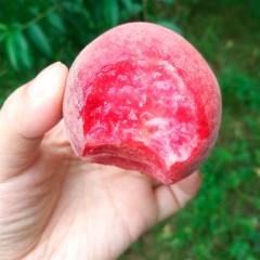 光山本地桃子“红不软”桃子脆甜爽口5斤装